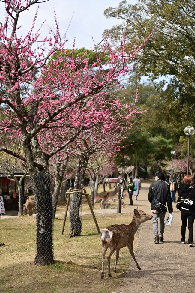 「奈良・梅林ツアー」３日目は、奈良公園の片岡梅林を訪ねた。奈良公園のアクセントのように色とりどりの梅園が広がる。鹿と合わせて写真を撮る人も。この日は「ならまち」も散策し、奈良を十分楽しんだ。