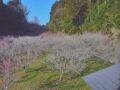 ２０２４年２月　梅見旅その３　奈良県・奈良市　月ヶ瀬で梅を見ながら短時間ウォーキングをしました。