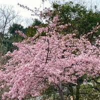 奈良に河津桜って咲いてるのかな？