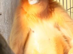 ついに熊本宮崎鹿児島レッサーパンダ遠征５泊４日（６）熊本市動物園（後）ホッキョクグマのマルルちゃんがいた！～カバのソラちゃん再会やキンシコウ