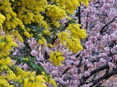 東京散歩（早春の桜＆カフェめぐり）