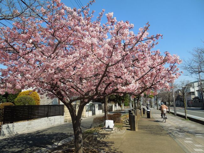 3月4日、午前11時頃にふじみ野市鶴ケ岡中央通りにある河津桜を観察しました。　満開になっていてとても美しかったです。<br /><br /><br /><br /><br /><br />*写真は満開になった河津桜