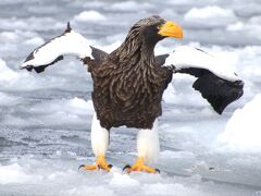 羅臼流氷クルーズ船カムイワッカ88号に乗船してオオワシとオジロワシを撮ったぞ