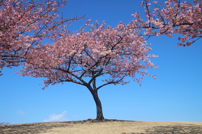 河津桜が咲き始めると次から次といろんな花が咲いていくので<br /><br />本当に春らしくなってウキウキしてきます。<br /><br />近くの公園でも河津桜の若木が五分咲きくらいになったので<br /><br />伊勢崎市の「みらい公園」に行ってきました。