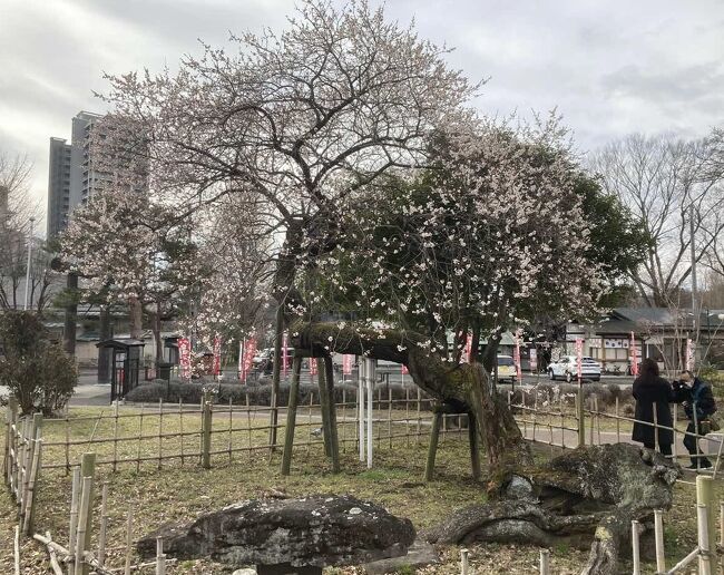 東京の梅はそろそろ終わりだけど、仙台はまだ咲き始めたところ