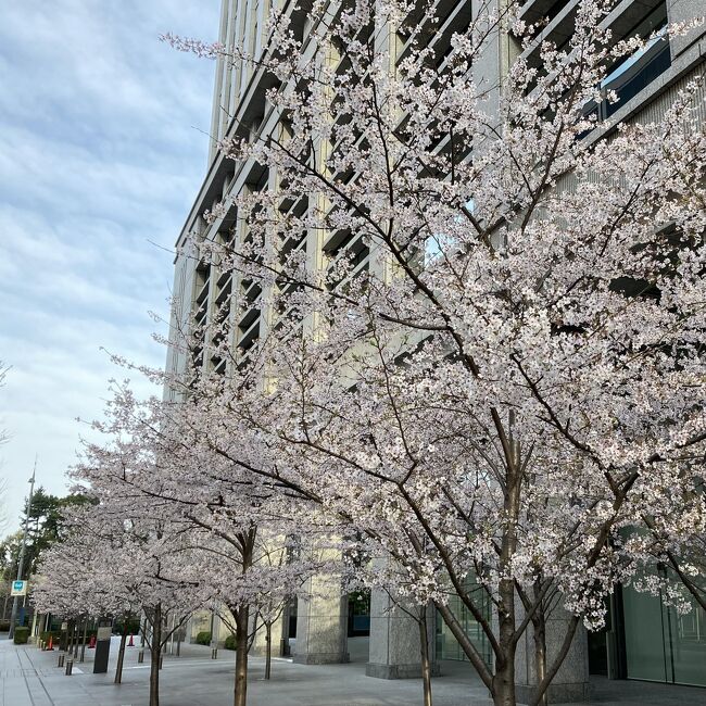 2022年3月 丸の内の桜！
