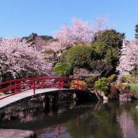 2024年3月3日～満開の鎌倉大船の玉縄桜～小田原大漁桜～伊東オオカン桜、横浜と伊東泊、静岡伊東編