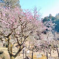 ヒルトン ダイヤモンド修行 その２「成田山新勝寺・成田山公園」