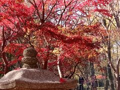 もみじ狩り＆かわいいサボテンたち in 神代植物公園