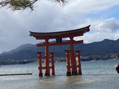 宮島、萩、津和野を急ぎ足でまわってきました。