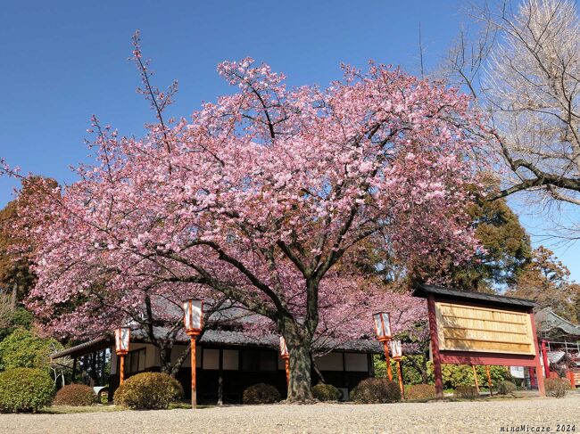 群馬県太田市の「世良田東照宮」へ、河津桜を見に行きました。咲き具合は、まだ３分咲きくらいでしたが、活力を感じる若い花と、赤く膨らんだツボミの組み合わせが、とても綺麗でした。<br /><br />この東照宮は、三代将軍・家光が、徳川の先祖の地として日光東照宮の奥社殿などを移築し、家康を祀りました。拝殿、唐門、本殿は、国の重要文化財に指定されています。