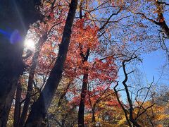 紅葉とランチ