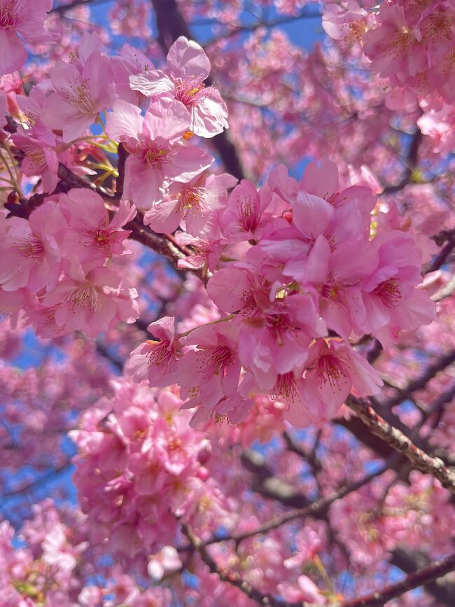 少し遅かったけど河津桜を見に行きました