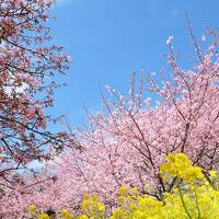 河津桜とロウバイ　～足柄の松田町で遊ぶ～