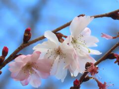 久し振りに見られた冬桜