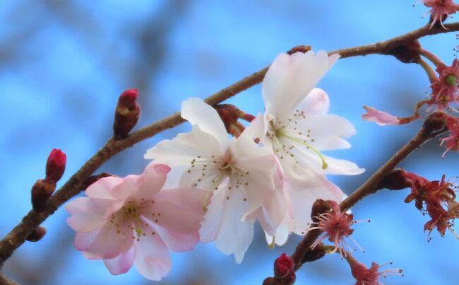 3月7日、午前11時過ぎにふじみ野市亀久保西公園に冬桜を久し振りに観察に行きました。　一番花の終わりで、3本の樹に花が見られました。<br /><br /><br /><br />*写真は美しい冬桜