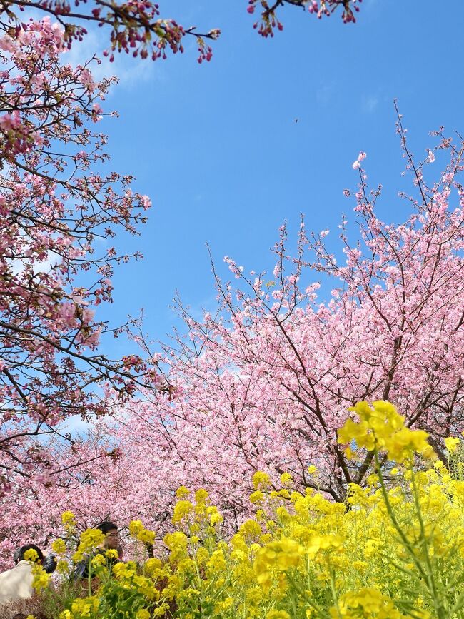 今年も河津桜を見たい<br />でも本場の河津町は２回行ったし･･･と近場を探し、未訪問の西平畑公園に決定<br />起点は小田急線新松田駅<br />ならば同じ松田町の「寄」にも寄って(洒落じゃなく)終盤のロウバイも見てやろうじゃないかってわけで2月の連休に決行<br /><br />午前に桜、午後にロウバイという花尽くしの一日<br /><br />ほんとに花だけなので、とりあえずダダっと並べます