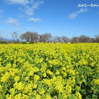 春の足音が聞こえる湖岸の菜の花鑑賞旅★クラブハリエでペーストリーブッフェ＆びわこ大津プリンスホテル（2024）