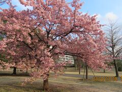 福岡中央公園の河津桜