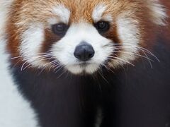 レッサーパンダはかわゆい !!! 熊本市動物園