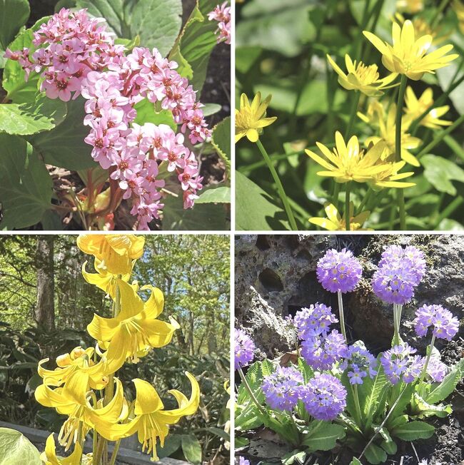 北海道大学植物園は、知る人ぞ知る観光名所ですが、私はここを毎日のウォーキングコースにしております。この植物園内に様々な花々を含めた植物や博物館等がありますが、特に花は開花期間が短いので、約10日おきに撮影した５月～７月分の写真を順番にご報告します。今回は5月2日分です。