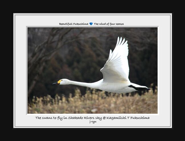 ★町郊外の釈迦堂川上空を翔ける白鳥たちを激写してみました。<br />一日二日で撮影したのではなく、時間のある時に出向いて<br />チマチマ撮りためた写真を旅行記にしました。<br />この釈迦堂川の白鳥飛来地は我が家から車で１０分程と<br />近いからこそ出来るチマチマ撮りです。<br /><br />白鳥に限らず動物や植物の写真は出向いたからと言って<br />必ず成果があるわけではありません。<br />植物なら開花時期さえ予想できて、天気さえ良ければ何とかなりますが<br />白鳥は釈迦堂川に居たとしても、天気が良かったとしても<br />思い描いた写真が撮れる保証があるわけでは無いので<br />できるだけ足繫く通うにことが良い写真が撮れる近道です。<br />ま、言い換えれば私は『下手な鉄砲も数撃ちゃ当たる』方式なので<br />腕が良く運がある人なら１日で良い写真が撮れる強者もいるでしょう。<br /><br />で、チマチマ撮りして、この程度の写真しか撮れないんかい？と<br />思いきり突っ込まれそうですが、<br />これが悲しいかな実力であり現実です(^-^;。<br /><br /><br />