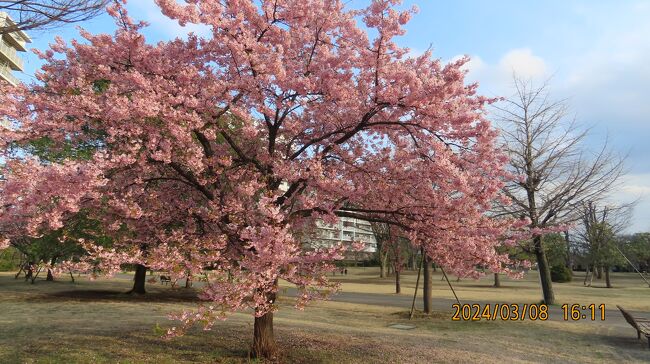 3月8日、午後4時10分過ぎにふじみ野市福岡中央公園に咲いている河津桜を見ました。　6本ほどの河津桜があり、満開を過ぎていましたがで美しく咲いていました。<br /><br /><br /><br /><br />*写真は河津桜