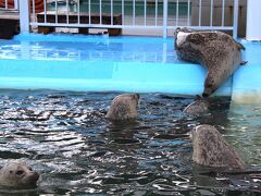 紋別市親水公園　オホーツクとっかりセンターアザラシランド