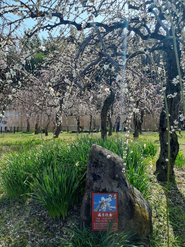 農業センターに枝垂れ梅の花を見に行きました<br />小春日和で小鳥も梅に止まってチッチと鳴いていました(^-^)<br /><br />平日だというのに、駐車場は、いっぱいです<br />歩いて農業センターに向かう人も結構いました♪<br /><br />キッチンカーも、お店もたくさん出ていて、梅を愛でる人もいっぱいでした<br />週末は、かなりの人で賑わうのでしょうね！<br />シャトルバスも出ているそうですが、週末は道路が、混んでいて、歩いて農業センターに行っていたそうです♪