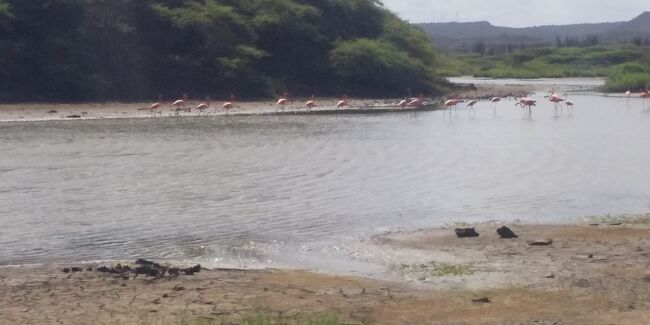 　ボネール島、、、蘭領といってもここはアルバ、キュラソーとは違う立ち位置。オランダ本土の特別自治体BSE諸島(ボネール島、サバ島、シントユースタティウス島)の１つに位置付けられている。※シントユースタティウス島は何があったのか2018年、自治を剥奪されオランダ本国の直接統治になった模様。<br /><br />　ここでは野生のフラミンゴの大群が見られるらしい。故郷の隣の島にも６月になると大群の鳥が見られる。それはまるでヒッチコック映画の「鳥」のような圧巻の光景。フラミンゴの大群、見に行こうじゃないか！<br /><br />旅程<br />●１月１０日　アルバ発17:30ー7Z680ーボネール着18:15<br />★ボネール島観光<br />●１月１１日　ボネール発17:45ー３R2811ーキュラソー着18:10<br />※ボネール情報<br />https://infobonaire.com/getting-to-bonaire/entry-requirements/