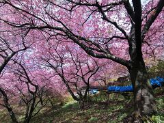 ’２４　小田原桜・梅さんぽ１　まつだ桜まつりの河津桜