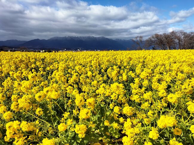 ずっと前から第1なぎさ公園の菜の花が見たくて。急に休みが貰えたので、電車に飛び乗って滋賀へ向かいました。今回はレンタカーなしの旅です。