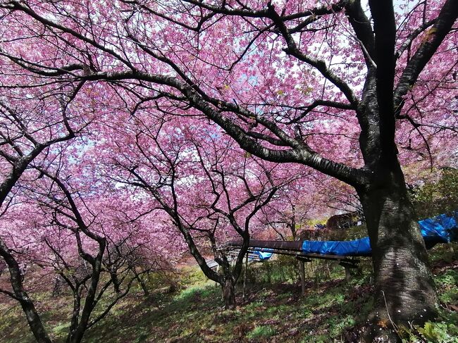 神奈川の松田町で行われている「まつだ桜まつり」に行ってきました。2024年は桜の開花が早く早咲きの河津桜は先週の方が見ごろのようでした。まつだの河津桜も満開で気になっていたのですが来年以降でいいかなと思っていましたが天気も良くまだ見ごろも続いているようなので行ってみることにしました。小田原も近いので桜を見た後は梅と小田原城も観てきました。旅行記は3つに分けました。　<br /><br />★旅行記１のルート <br />新宿駅→新松田駅→松田駅→（シャトルバス）→まつだ桜まつり→（徒歩）→松田駅→新松田駅