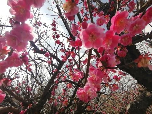 神奈川の松田町で行われている「まつだ桜まつり」に行ってきました。2024年は桜の開花が早く早咲きの河津桜は先週の方が見ごろのようでした。まつだの河津桜も満開で気になっていたのですが来年以降でいいかなと思っていましたが天気も良くまだ見ごろも続いているようなので行ってみることにしました。小田原も近いので桜を見た後は梅と小田原城も観てきました。旅行記は3つに分けました。<br /><br />★旅行記２のルート 　<br />新松田駅→曽我梅林→下曽我駅