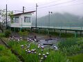長野→富山→岐阜　ローカル線と温泉をめぐる12日間《大糸線編》【4：早朝の木崎湖駅巡り→白馬へ】