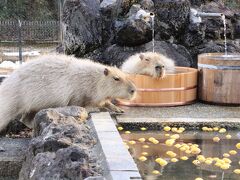 2024早春の埼玉こども動物自然公園（後編）おかえりコアラのこはる！～カピバラゆず風呂を待つ！～クオッカもキリンもぞろぞろ～なかよしコーナー