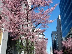 「　”おかめ桜”　咲く　日本橋あじさい通り　　ちょこっと　散歩　」　2024