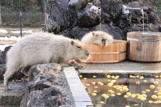 我が地元の埼玉こども動物自然公園（略して「埼玉ズー」）からいったん横浜の金沢動物園（略して「金沢ズー」）にお嫁に行ったこはるちゃんが、金沢ズーでハリーくんという子供を立派に育て上げた後、埼玉ズーに戻ってきました。<br />その公開初日は2024年１月４日だったので、１月の三日連休にぜひ会いに行きたかったのですが、三日連休は用事を入れて立て込んでいたので、ちょっくら埼玉ズーへ行って、こはるちゃんの顔を拝む、というのは難しかったです。<br /><br />なにしろ埼玉ズーは見どころがたくさん、私か訪れる動物園の中では１番訪問頻度が高いので（だいたい月イチ）、お気に入りの子や気になっている子がたくさん、だから表敬訪問したい子がたくさんで、それに駐車場にスムーズに入るには午前中早めに訪れた方が良いので、ちょこっと短時間だけ訪れるのって、難しいです。<br /><br />というわけで１月の連休は難しく、2024年２月も、隔週でレッサーパンダ遠征の予定を入れてしまい、その合間の週末は骨休みや用事を入れないわけにはいかないので、いったいいつ埼玉ズーに行こうかと、自分で立てた予定ながら頭を悩ませたのですが（笑）。<br />幸い２月の最初の３日連休の最終日で、建国記念日の振替休日となった２月12日（月）の本日に再訪することができました。<br /><br />この旅行記はその後編で、東園のコアラ・クオッカ・カピバラをメインに、中央エリアのキリンたちや、最後に訪れた北園の「ぴょんぴょん村」と「なかよしコーナー」の写真でまとめました。<br /><br />コアラのこはるちゃんは、かろうじて起きている横顔と寝顔が撮れただけで、今回もこはるちゃんを含め、コアラたちが活動的なところは見られませんでした。<br />前は１時からの「コアラのおはなし」の時にユーカリの交換があったので、その時間以降に起きているコアラたちが多くて、先に北園のレッサーパンダたちに会いに行ってから、コアラに会いに行っても間に合ったのですが、いまはユーカリの交換時間が午前中にシフトしたため、コアラたちが起きている時間が読めなくなってしまい、埼玉ズーでは起きているコアラたちになかなか会えなくなってしまったのは非常に残念です。<br /><br />クオッカたちの方はお昼寝しないので、その点ではありがたいですが、隠れ家的な屋根の下に隠れて、ほとんど動きがない時もあります。<br />ただ今回は、公開時間終了間際でしたが、飼育員さんが放飼場に入ったので、女子クオッカたちがエサの差入れを期待してぞろぞろと集合したのは見応えありました！<br />あいにくクオッカの見分けはつけられないのですが、１番末っ子のチャコちゃんは、まだあどけなさがあったので分かったのと、ビビりな性格だったのが名前の由来のビビちゃんは、意外と食にも恋にもアグレッシブそうで、公開時間が終わってもなかなかお部屋に戻らず、おいしい草を探していた子がビビちゃんではないかな、くらいの見当だけは、かろうじてつきました。<br /><br />この日は２月でぽかぽか陽気でしたが、気温は２月らしい低さだったので､14時からカピバラの大浴場に湯が入ったら、カピバラたちはすぐに入るかと思っていました。<br />本日はゆす湯でした。<br />ところが、女子カピバラたちは日向ぼっこで十分だったのか、なかなか入ろうとしません。<br />湯の中に入っているのがカピバラたちの好物なら、すぐに入ったかもしれませんが、げっ歯類のカピバラたちは、柑橘系のゆずはあまり食べないのです。<br />ところが、ゆずが入った岩風呂は写真映えするので、風呂に入ったカピバラはぜひ撮りたい！<br />と何度も足を運んだのですが、なかなか入らず。<br />でも、15時半過ぎて、だいぶ気温が下がったからか、急にお風呂に入り出しました。その時を逃さなくて良かったです。<br /><br />カピバラのゆず湯を見られたことで、東園でのミッションは、一応終えたことにして、中央エリアのキリンテラスを回ってから、北園に戻りました。<br />キリンテラスでは、屋外放飼場では４兄弟と２母がそろっているので、見応えがあります。<br />その背景には、日本の動物園ではキリンを広々と飼育できるところが限られていることから、オスのキリンの引き取り手がないこと、道路交通法のために移送は２才くらいの子キリンの時でなければならないことがあり、４兄弟は去勢手術を受けているからだろうと思います。<br />そのことに複雑な気持ちがないわけでもなかったけれど、よく見ているテレビの動物番組などで、保護ネコやイヌを扱ったものが多くなって、多頭飼育崩壊や野生のネコが増えすぎることから愛護の観点で去勢を進めている現状も知り、動物園やキリンと事情が同じとは言い切れないところもあるものの、動物園での飼育の事情や保護の観点からでは、前向きに捉えようとしているこの頃です。<br /><br />最後に北園の「なかよしコーナー」に回りましたが、放し飼いエリアから脱走壁のあるヤギたちのためのエリアは完成していて、カームちゃんにはいつも会えるのは、やっぱり嬉しいと思いました。<br />カームちゃんは、ピースちゃんと、2021年３月生まれの双子で、色違いのパンツを履いたような模様から、「パンツ姉妹」と呼んで、なかよしコーナーのヤギたちの中でも特に気に入っていました。<br />今回、そのピースちゃんが妊娠していると聞いて、驚いてしまいました。<br />でも、ピースちゃんもカームちゃんも今年３才になるので、ヤギとしては十分大人なのです。<br />公式サイトにも記事が載っていましたが、ヤギは母子で仲良しで、いつもミン・ママのそばにいたピースちゃんですが、子供が生まれて祖母・母・子の関係性はどうなるのかな、というのも楽しみです。<br />本日の「なかよしコーナー」では、去年生まれのミコちゃんがハイテンションなところが見られて、とても楽しかったです。<br /><br />＜半日くらいのつもりがほぼ終日訪れた2024年２月の最初の３日連休最終日に訪れた初春の行楽日和の埼玉こども動物自然公園＞<br />□（前編）子牛のウッコロくん～レッサーパンダのココロくんリンちゃん恋の行方は？～ガイドの後のハナビちゃん他<br />■（後編）おかえりコアラのこはる！～カピバラゆず風呂を待つ！～クオッカもキリンもぞろぞろ～なかよしコーナー<br /><br />埼玉こども動物自然公園の公式サイト<br />http://www.parks.or.jp/sczoo/<br /><br />＜タイムメモ＞<br />09:05すぎ　車で家を出る<br />09:45　第１駐車場に駐車<br />09:50　年パスで埼玉こども動物自然公園に入園（開園09:30）<br />10:00-10:10　乳牛コーナー<br />（子牛にミルクをあげようイベントを見学のみ）<br />（モコちゃんの子ウッコロくん2024.1.14生まれ）<br />10:10　マヌルネコ（写真は撮れず）<br />10:15-10:35　レッサーパンダ<br />（室内ハナビ／屋外リン／第２屋外ココロ）<br />（10:30頃　リンは木の上でまったり）<br />10:35-10:45　プレーリードッグ<br />（目も見えない耳も聞こえない子が１頭出てた）<br />（嗅覚はあって食欲はある様子）<br />10:45-10:50　フェネック３頭<br />10:50　ミーアキャット１頭のみ<br />10:50-10:55　プレーリードッグ<br />（さっきの個体に寄り添う子がもう１頭）<br />10:55　レッサーパンダ<br />（ココロも寝ていた）<br />11:00-11:10　大人乳牛コーナー<br />（乳しぼり当番のスモモちゃんが出てきたところ）<br />11:10　ライラックニシブッポウソウ<br />11:15-11:20　満開の白梅<br />11:20-11:30　ワオキツネザル<br />（ちょうどごはん中）<br />（サツマイモ・ニンジン・小松菜・ブロッコリー）<br />11:35-11:50　レッサーパンダ<br />（11:30～レッサーパンダのおはなし）<br />（その後ハナビちゃんに置きリンゴとフィーダー）<br />11:50　プレーリードッグ<br />11:50-12:15　レッサーパンダ<br />（ココロ、少し恋鳴き）<br />（ハナビ、笹を食べ始める）<br />12:20-12:30　エコハウチュー<br />（スナネコのアミーラとキサク同居中）<br />（キサクは寝ててアミーラは走り回る）<br />12:50　東園へ<br />12:55-13:05　クオッカ★<br />（リコ・ビビ・ピオニ・ミモザ・チャチャ・チャコ）<br />（全員が収容されるまで観覧）<br />13:10-13:35　コアラ★<br />（13:00～コアラのおはなし）<br />（コアラ全員寝ていた）<br />13:35-13:55　ドリンク休憩<br />13:55-14:05　コアラ舎★<br />（こはるがちょっとだけ起きた）<br />14:10-14:30　カピバラ・ワラビー広場★<br />（14:00～ゆず湯が入るが、カピバラは入らず）<br />（ワラビーのアメくんの紹介がなくなっていた）<br />14:30　咲き始めのマンサク<br />14:35-14:50　コアラ舎★<br />（こはるが少しだけもそもそ）<br />14:55-15:20　カピバラ・ワラビー広場★<br />（15:10頃にやっとカピバラが風呂に入る）<br />15:25-15:40　キリン★<br />15:40-15:45　キボシイワハイラックス★<br />15:50　噴水広場のヤギ★<br />15:55すぎ-16:00　コツメカワウソ<br />16:00　ぴょんぴょん村★<br />16:00すぎ-16:20　ふれあいコーナー★<br />（角突きっこするヤギたち）<br />16:25　動物園を出る（閉園17:00）<br />16:30　駐車場を出発する<br /><br />※これまでの動物旅行記の目次を作成済。随時更新中。<br />「動物／動物園と水族館の旅行記～レッサーパンダ大好き～　目次」<br />http://4travel.jp/travelogue/10744070<br /><br />※そのうち、これまでの埼玉こども動物自然公園の旅行記のURL集は、前編の旅行記「2024早春の埼玉こども動物自然公園（前編）子牛のウッコロくん～レッサーパンダのココロくんリンちゃん恋の行方は？～ガイドの後のハナビちゃん他」の末尾の２つの写真コメントにまとめました。<br />https://4travel.jp/travelogue/11890200