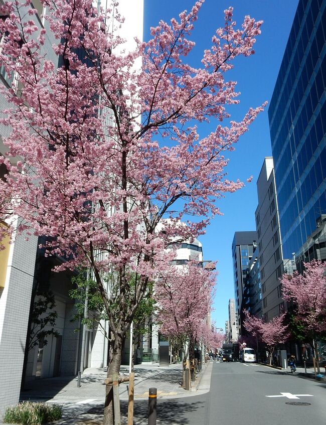 　「おかめ桜」が咲いているとの情報を、テレビのニュースで知り、早速、<br />　東京の地図を片手に日本橋界隈を歩いてきました。<br />　　おかめ桜は、初めて聞く名で、調べてみると寒緋桜と豆桜を交配して<br />　作出したもので、”　おかめ（阿亀）　”に由来するとのことでした。