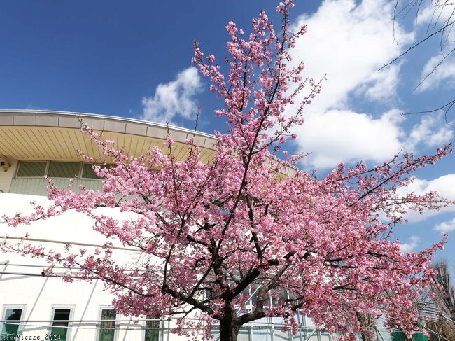 埼玉県熊谷市の「道の駅めぬま」へ、吟子桜（河津桜）を見に行きました。ホームページの開花情報では、バラ園の入口傍の木の咲き具合が書かれているので、この一本のサクラの木が「吟子桜」だと思います。このサクラ、だいぶ咲き進んでいて開花は８～９割、綺麗な満開になっていました。