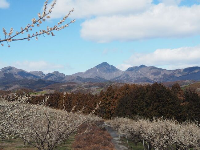 2018年に初めて訪れた箕郷梅林ですが、今日で5回目になります。満開の時は曇、晴れの時は5分咲きなど、なかなかベストのタイミングで見学することが難しい。今回、天気は良かったですが、白梅、河津桜ともにもう少し先（次の週末？）がベストかもしれません。しかし、満開より重要なのは青空かと思います（特に白梅は）。晴れの日のよい散策になりました。