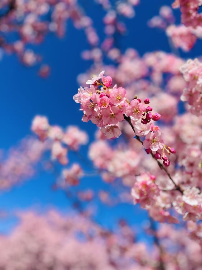 群馬の春♪<br /><br />早春の河津桜や芝桜。<br /><br />春を探してあちこちへ。<br /><br />そしてこの春1番の、<br />楽しい時間を過ごして来ました！