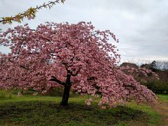 春を感じに静豊園の河津桜と大神ファームのミモザに会いに行こう！