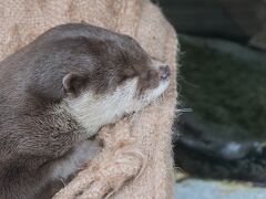 【桜舞う伊豆旅'24】雨の日でも楽しめちゃう♪下田海中水族館