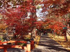 都内の紅葉スポット、お花スポット（コスモス、彼岸花）に行ってみました。2023年秋