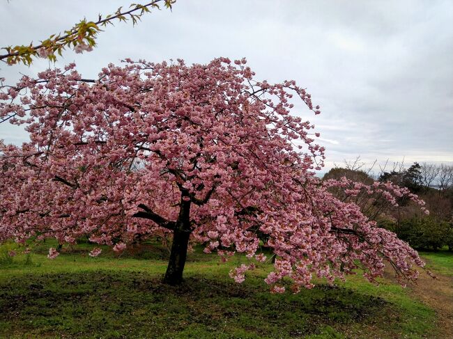 今年は記録づくめの暖冬だったので、梅の開花は例年よりも２週間も早かったとか。おかげで京都では、満開の梅に出会うことができました。<br /><br />梅はラッキーでしたが、梅の次に見ごろを迎える河津桜もミモザも、先輩フォートラさんの旅行記を読むと例年よりも開花が早いようで２月後半には開花しています！これは、ヤバいと慌てて次男をドライバーに頼んで、主人と私の３人で河津桜とミモザの花見ドライブに行きました。<br /><br />豊前市「静豊園」の河津桜と日出市「大神ファーム」のミモザ。毎年出かけるお気に入りのスポットです。