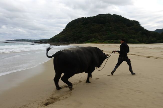 徳之島2日目<br />バスで伊仙町に移動してから、森モータースさんでレンタサイクルを借りました。今日のは電動じゃなくて、しかもマウンテンバイクだから、降りる時にも足を振り上げる必要が有ります。これってひと手間で、運動神経の鈍いPHOには転ぶ原因となりがちです(^_^;)<br /><br />また夕方からは闘牛ふれあい体験で牛と砂浜のお散歩ってイベントが控えています。実は牛、結構好きなんです(食べるだけじゃなく)けど、相手が900kgも有ると、好きじゃ済まない間柄になります。が、牛の事色々知れて良い経験になりました