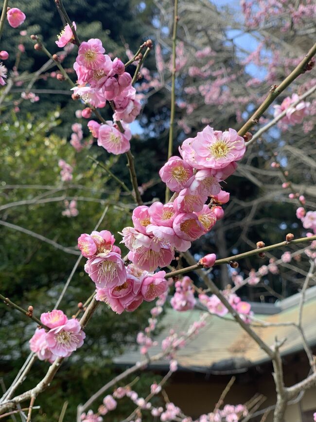 青春18の旅。<br />神奈川から水戸へ。<br />メインは水戸城かなと思ってますが、梅もまだ残ってるので偕楽園とセットで見てきます