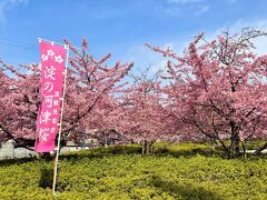 淀水路の河津桜に感動