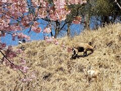 お花見シーズン到来 まずは河津桜！雨引山で「ヤギと桜」